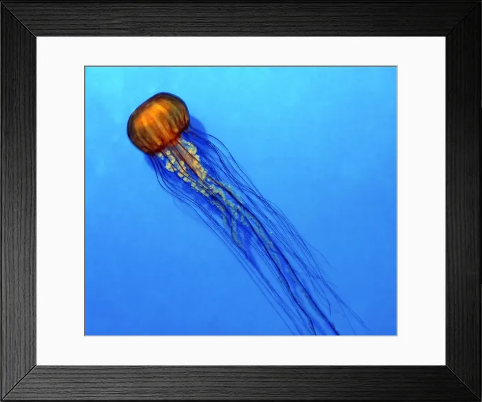 Framed Print : Pacific Sea Nettle Jellyfish - Cold waters of North Pacific. Bell up to 1m across Framed Print : Pacific Sea Nettle Jellyfish - Cold waters of North Pacific. Bell up to 1m across