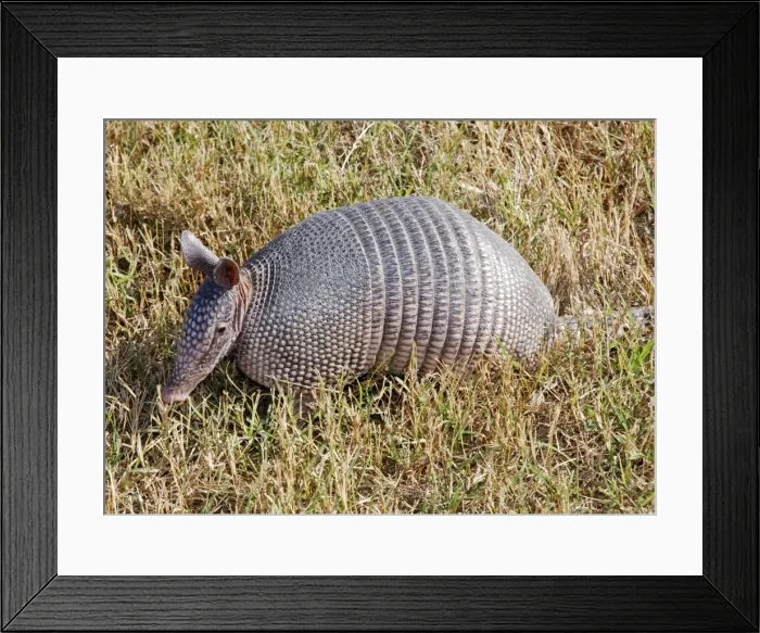 Framed Print : Nine-banded Armadillo - South America, but naturally invaded Southern USA Framed Print : Nine-banded Armadillo - South America, but naturally invaded Southern USA