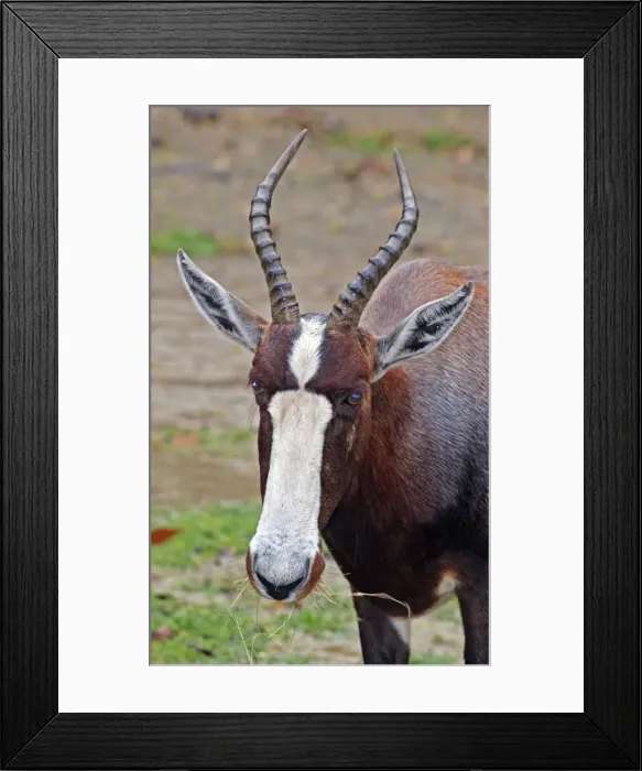 Framed Print : Bontebok / Blesbok - South Africa Framed Print : Bontebok / Blesbok - South Africa