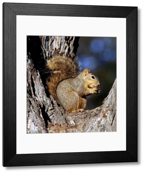 Framed Print : Fox Squirrel - deciduous woodland and gardens, Eastern north America. Eating a nut Framed Print : Fox Squirrel - deciduous woodland and gardens, Eastern north America. Eating a nut