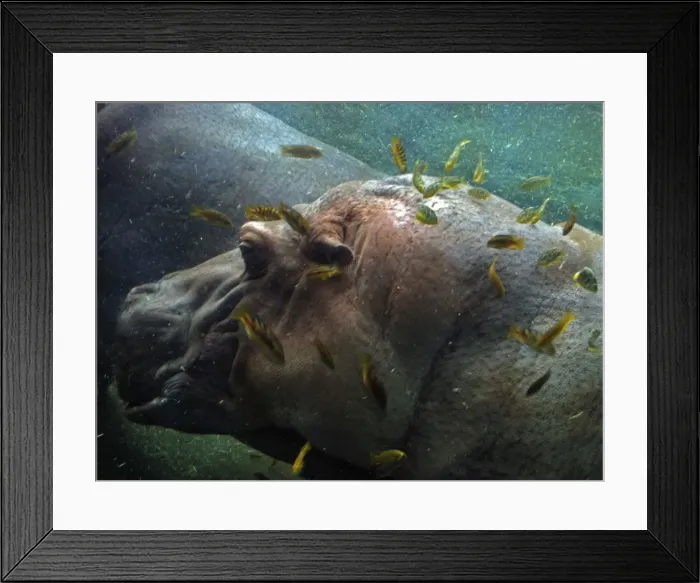 Framed Print : Hippopotamus underwater with cichlid fish feeding on its skin Framed Print : Hippopotamus underwater with cichlid fish feeding on its skin
