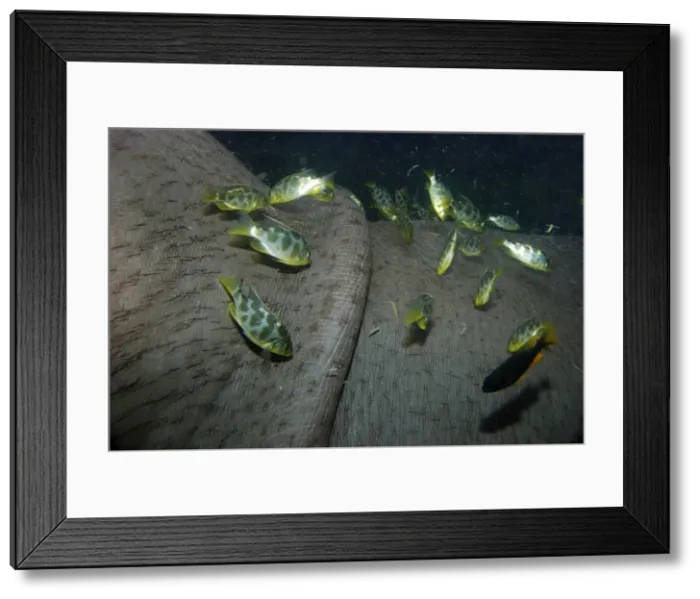 Framed Print : Hippopotamus underwater with cichlid fish feeding on its skin Framed Print : Hippopotamus underwater with cichlid fish feeding on its skin
