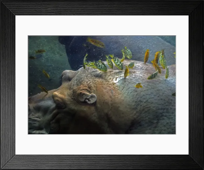 Framed Print : Hippopotamus underwater with cichlid fish feeding on its skin Framed Print : Hippopotamus underwater with cichlid fish feeding on its skin