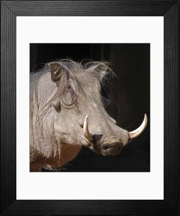 Framed Print : Warthog - Africa Framed Print : Warthog - Africa