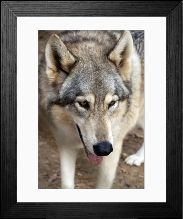 Framed Print : Red Wolf - Southern USA Framed Print : Red Wolf - Southern USA