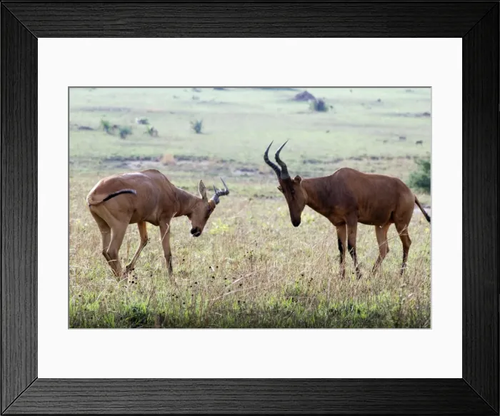 Framed Print : Kongoni / Coke's Hartebeeste - sparring males - East Africa Framed Print : Kongoni / Coke's Hartebeeste - sparring males - East Africa