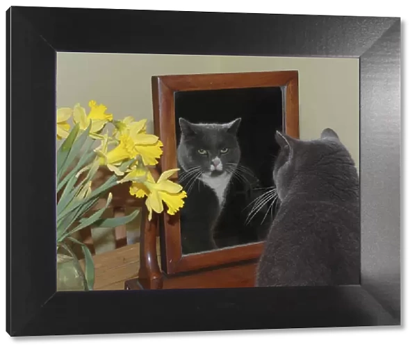 Cat - Dark grey cat looking at itself in the mirror