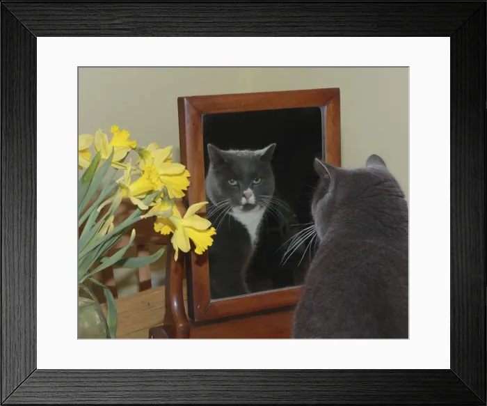 Framed Print : Cat - Dark grey cat looking at itself in the mirror Framed Print : Cat - Dark grey cat looking at itself in the mirror