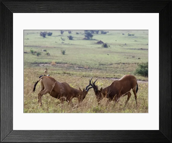 Framed Print : Kongoni / Coke's Hartebeeste - sparring males - East Africa Framed Print : Kongoni / Coke's Hartebeeste - sparring males - East Africa