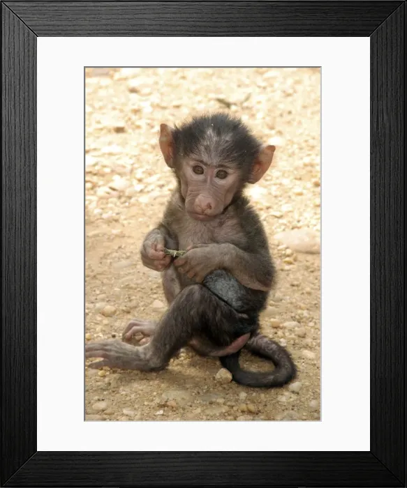 Framed Print : Olive Baboon - new baby - East Africa Framed Print : Olive Baboon - new baby - East Africa