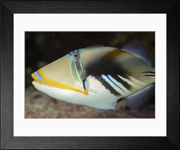 Framed Print : Blackbar Triggerfish / Picasso Fish - Tropical coastal lagoons, Indo-Pacific: Red Sea to South Africa, Australia to Hawaii and Japan. Eastern Atlantic: Senegal to South Africa Framed Print : Blackbar Triggerfish / Picasso Fish - Tropical coastal lagoons, Indo-Pacific: Red Sea to South Africa, Australia to Hawaii and Japan. Eastern Atlantic: Senegal to South Africa