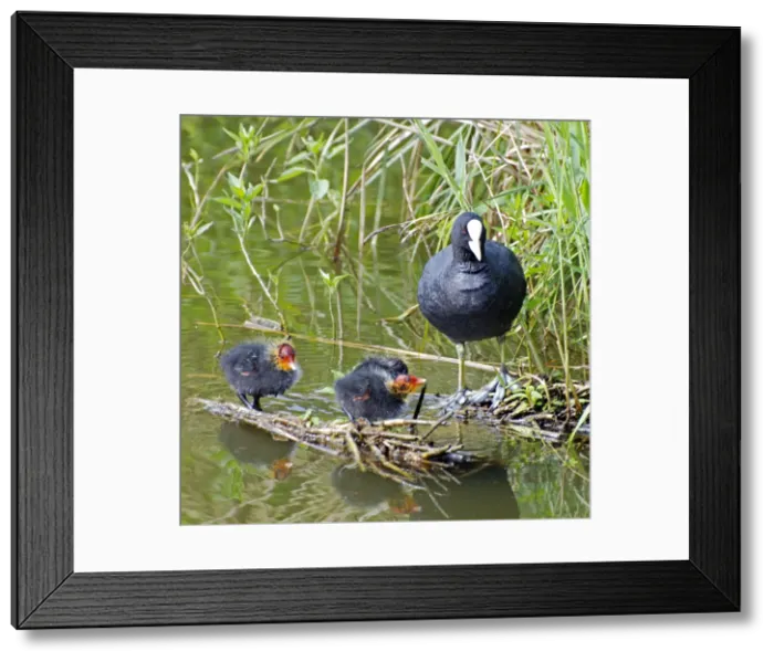 Framed Print : Coot - with newly hatched chicks - Europe Framed Print : Coot - with newly hatched chicks - Europe