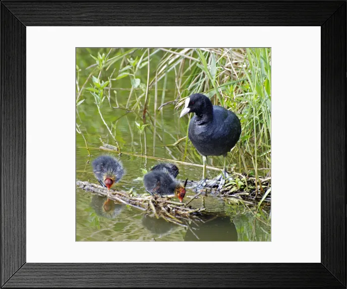 Framed Print : Coot - with newly hatched chicks - Europe Framed Print : Coot - with newly hatched chicks - Europe