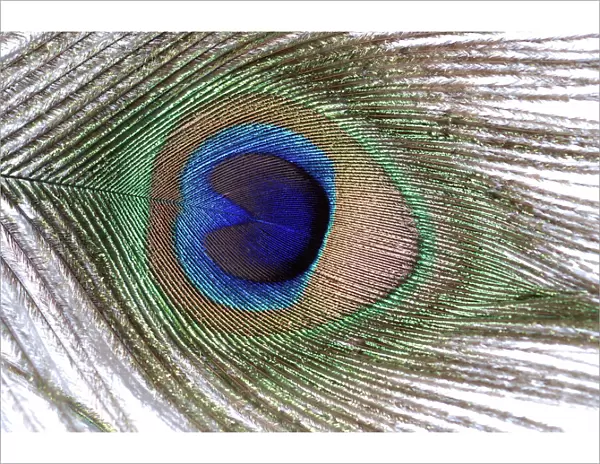 Peacock - feather from tail train