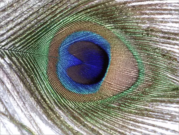 Peacock - feather from tail train