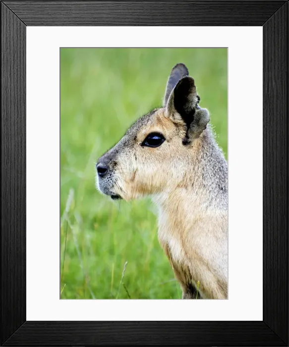 Framed Print : Patagonian Mara - South America Framed Print : Patagonian Mara - South America