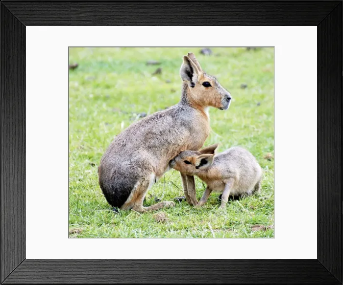 Framed Print : Patagonian Mara - mother nursing juvenile - South America Framed Print : Patagonian Mara - mother nursing juvenile - South America