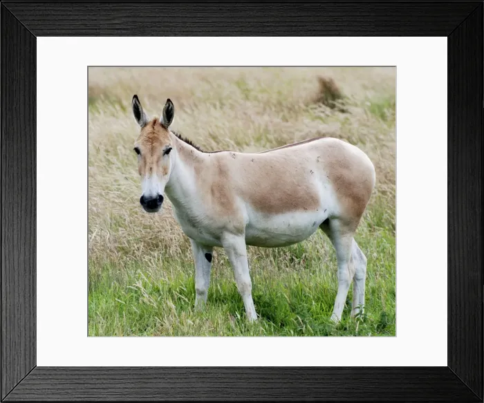 Framed Print : Asian Wild Ass / Onagar - steppes of western Asia Framed Print : Asian Wild Ass / Onagar - steppes of western Asia