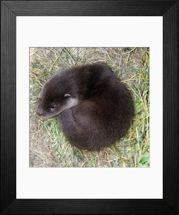Framed Print : Otter - cub curled up on ground Framed Print : Otter - cub curled up on ground