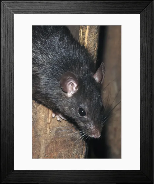 Framed Print : Ship / Black Rat Framed Print : Ship / Black Rat