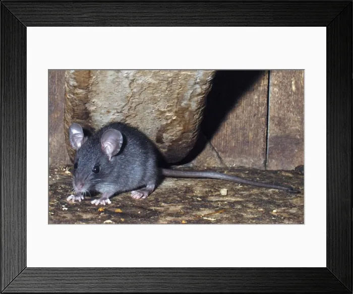 Framed Print : Ship / Black Rat - juvenile Framed Print : Ship / Black Rat - juvenile