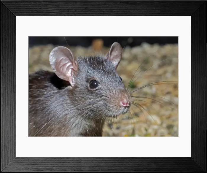 Framed Print : Ship / Black Rat Framed Print : Ship / Black Rat