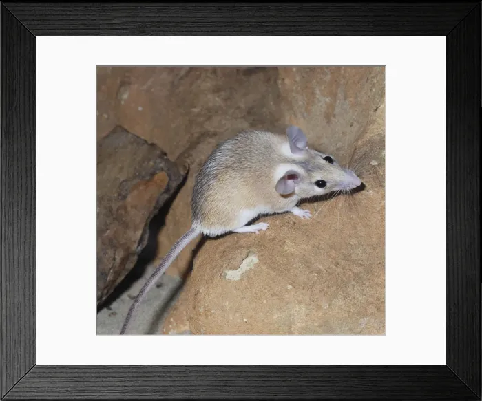 Framed Print : Spiny Mouse - Egypt Framed Print : Spiny Mouse - Egypt