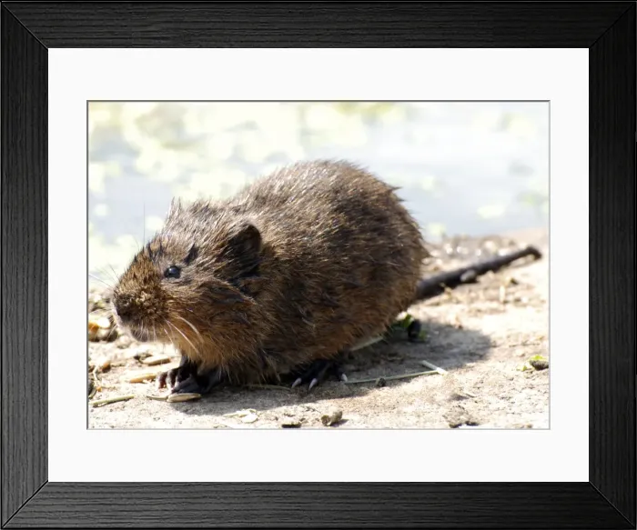 Framed Print : Water Vole - with wet fur Framed Print : Water Vole - with wet fur