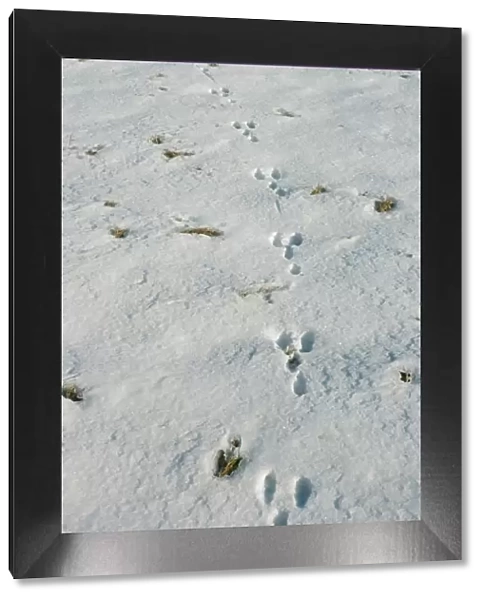 Rabbit Tracks PM 1180 In snow © Pat Morris  /  ARDEA LONDON