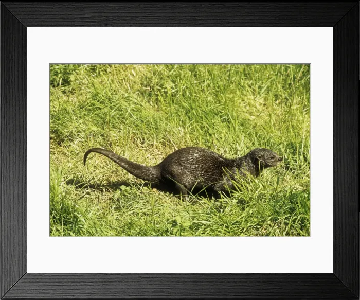 Framed Print : African Spot-necked Otter - sprainting Africa Framed Print : African Spot-necked Otter - sprainting Africa