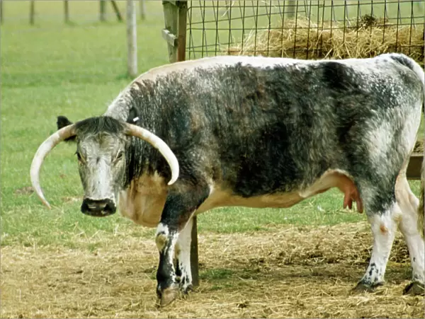 Old English Longhorn PM 3326 Ancient breed of cattle © Pat Morris  /  ARDEA LONDON