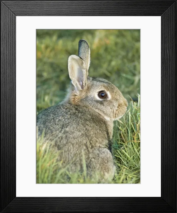 Framed Print : Rabbit PM 3480 Oryctolagus cuniculus © Pat Morris ARDEA LONDON Framed Print : Rabbit PM 3480 Oryctolagus cuniculus © Pat Morris ARDEA LONDON