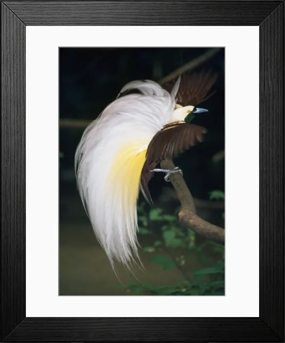 Framed Print : Great Bird of Paradise Papua New Guinea Framed Print : Great Bird of Paradise Papua New Guinea