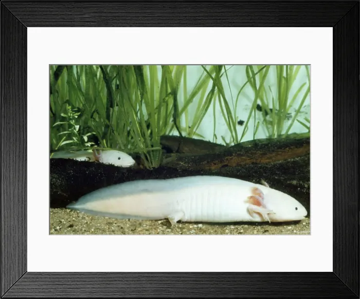 Framed Print : Axolotl. PM-3848. Axolotl. Siredon mexicanum Framed Print : Axolotl. PM-3848. Axolotl. Siredon mexicanum