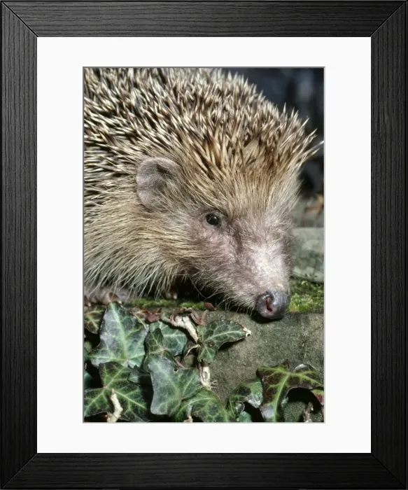 Framed Print : Hedgehog PM 4663 Eurinaceus europaeus © P. Morris / ARDEA LONDON Framed Print : Hedgehog PM 4663 Eurinaceus europaeus © P. Morris / ARDEA LONDON