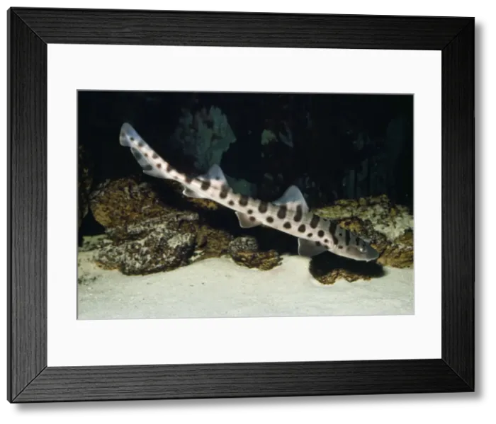 Framed Print : Leopard Shark Framed Print : Leopard Shark