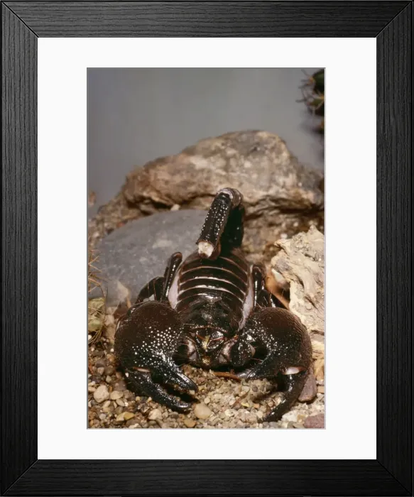Framed Print : Hairy Scorpion PM 5083 Hadrurus hirsutus © Pat Morris / ARDEA LONDON Framed Print : Hairy Scorpion PM 5083 Hadrurus hirsutus © Pat Morris / ARDEA LONDON