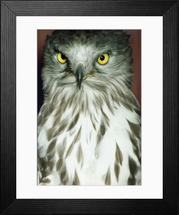 Framed Print : Honey Buzzard PM 5584 Pernis aviporus © P. Morris  /  ARDEA LONDON