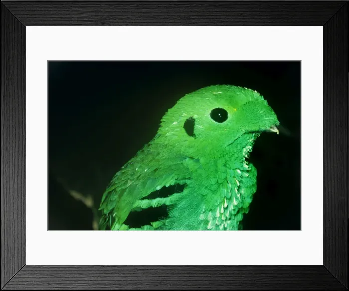 Framed Print : Green Broadbill South East Asia Framed Print : Green Broadbill South East Asia