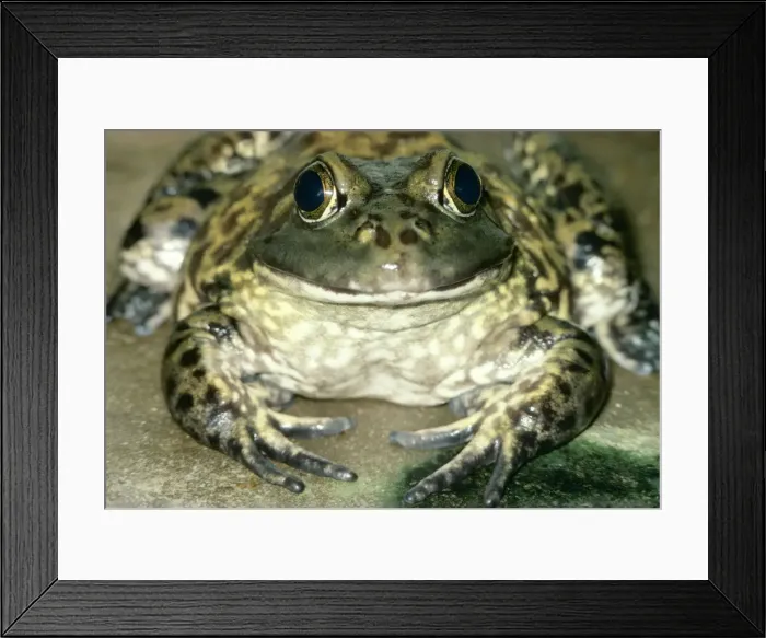 Framed Print : American Bull Frog PM 6171 Rana catesbiana © P. Morris / ARDEA LONDON Framed Print : American Bull Frog PM 6171 Rana catesbiana © P. Morris / ARDEA LONDON