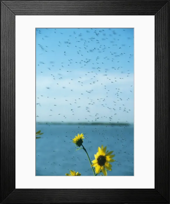 Framed Print : Midges PM 6450 Swarm emerging from lake Chiconomidae © P. Morris / ARDEA LONDON Framed Print : Midges PM 6450 Swarm emerging from lake Chiconomidae © P. Morris / ARDEA LONDON