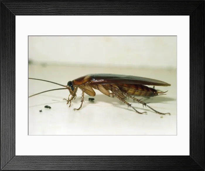 Framed Print : Cockroach USA Framed Print : Cockroach USA
