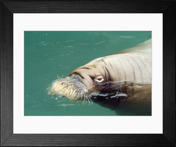 Framed Print : Walrus North Pacific Framed Print : Walrus North Pacific