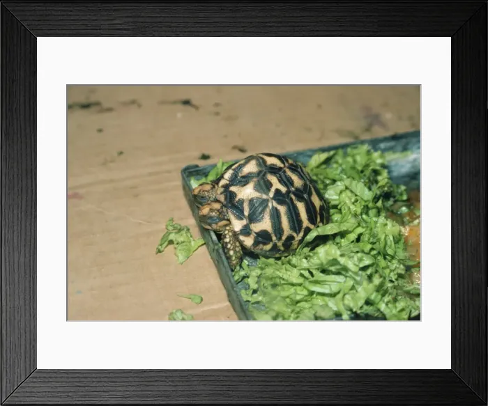 Framed Print : Tortoise - with two heads Sri Lanka Framed Print : Tortoise - with two heads Sri Lanka
