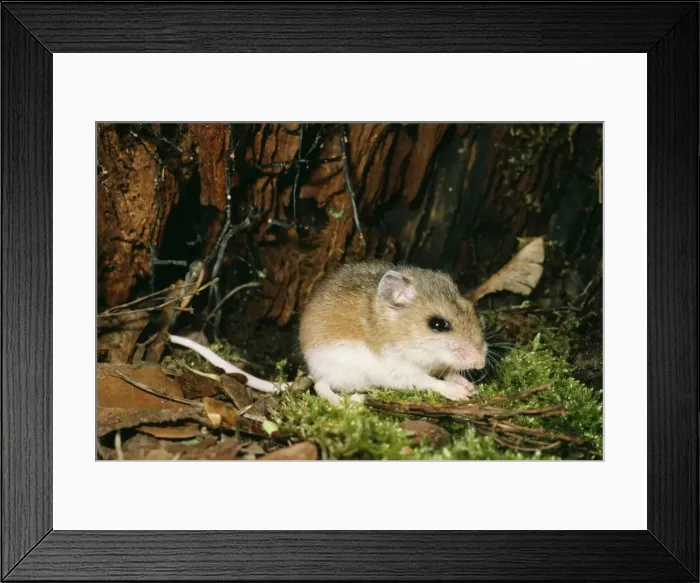 Framed Print : Whitefooted Deer Mouse PM 7249 USA Peromyscus © Pat Morris / ARDEA LONDON Framed Print : Whitefooted Deer Mouse PM 7249 USA Peromyscus © Pat Morris / ARDEA LONDON