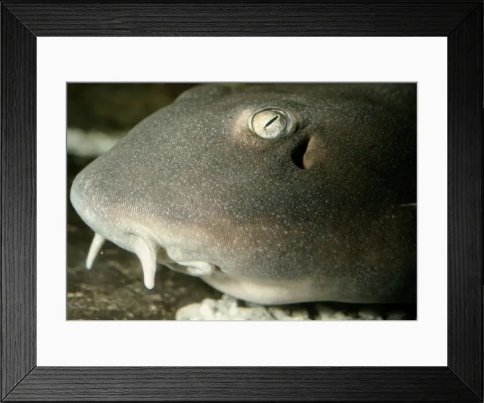 Framed Print : Bamboo Shark sp - Showing skin teeth dermal denticles Framed Print : Bamboo Shark sp - Showing skin teeth dermal denticles