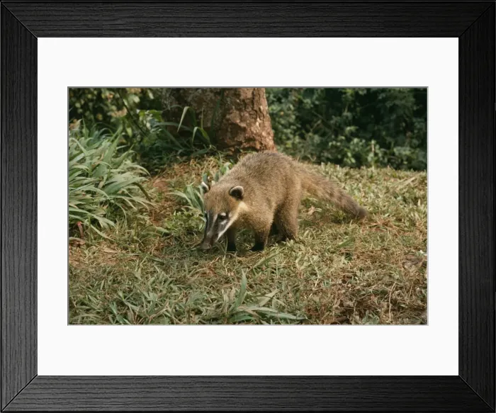 Framed Print : Coatimundi PM 8218 Nasua nasua © Pat Morris / ARDEA LONDON Framed Print : Coatimundi PM 8218 Nasua nasua © Pat Morris / ARDEA LONDON
