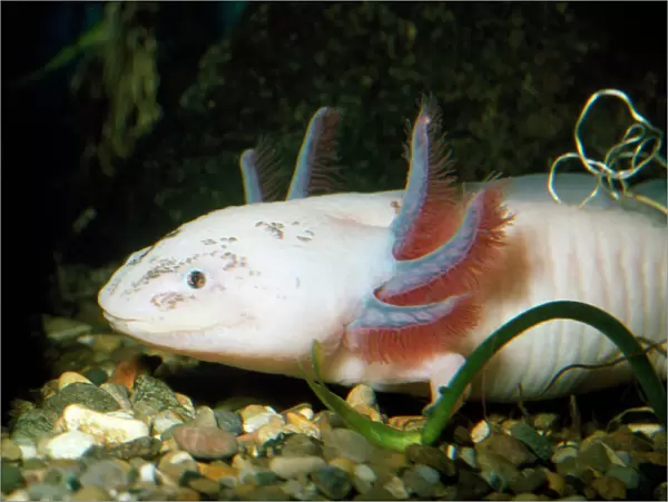 Axoloti. PM-8403. Axolotl. Ambystoma mexicanum