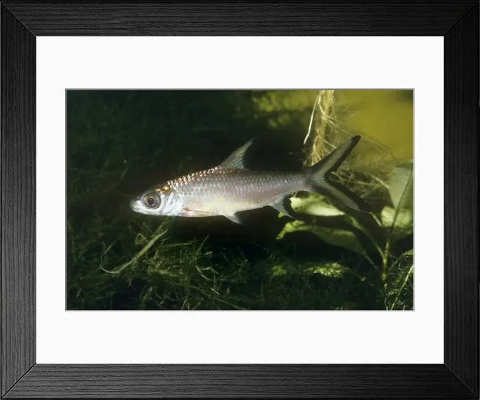 Framed Print : Silver Shark Framed Print : Silver Shark