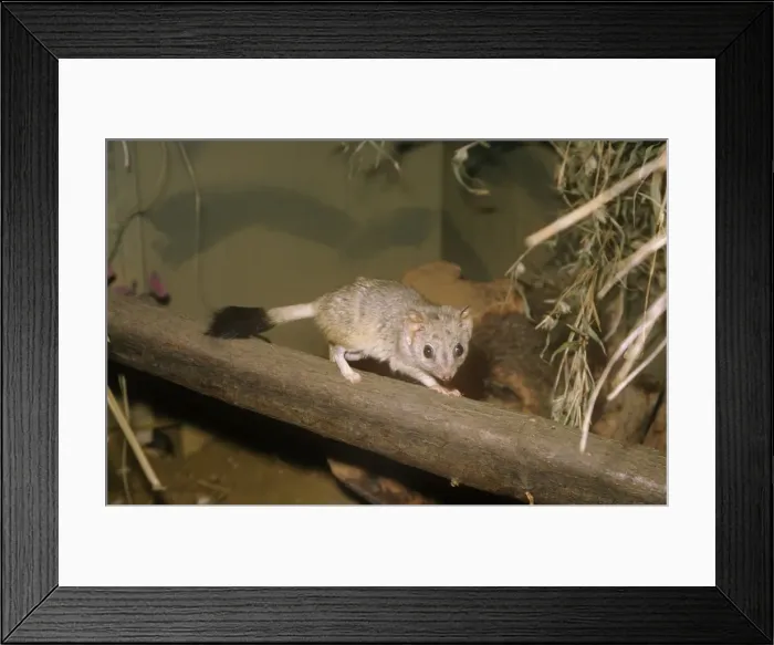 Framed Print : Kowari - captive Australia Framed Print : Kowari - captive Australia